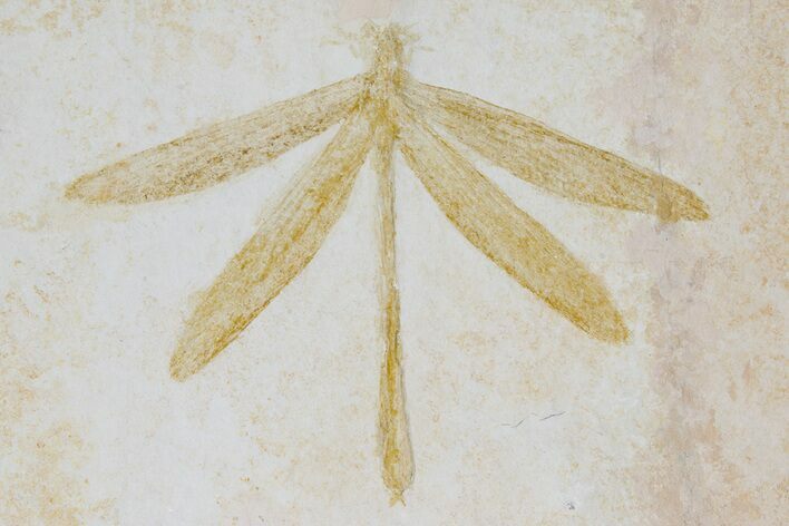 Fossil Dragonfly (Stenophlebia?) - Solnhofen Limestone #177333